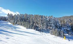 Kars'ta etkili olan kar yağışı sarıçam ormanlarını beyaza bürüdü