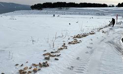 Kars'ta yaban hayvanları için karla kaplı doğaya yiyecek bırakıldı