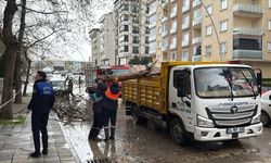 Kocaeli'de rüzgar nedeniyle kırılan ağaç dalları 2 araca zarar verdi