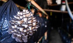 Kurslarla başlayan mantar yetiştiriciliği Güzelbahçe'de üretim modeline dönüştü