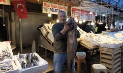 Mersin açıklarında 1,5 metre uzunluğunda 25 kilogramlık siyah dümen balığı avlandı