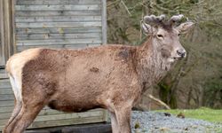 Nesli tehlike altındaki kızıl geyikler İstanbul'da koruma altında çoğaltılıyor