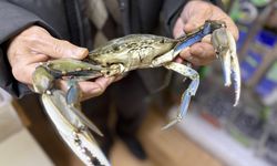 Sinop'ta balıkçıların ağına mavi yengeç takıldı
