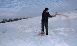 Sivas'ta yaban hayvanları için doğaya yem bırakıldı