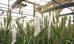 Üniversitede buğday kök açılarını ölçen cihaz geliştirildi