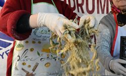 10. Bodrum Hamsi Festivali gerçekleştirildi