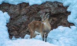 Adıyaman'da dağ keçileri için yem bırakıldı