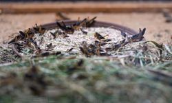 Antalyalı çiftçi hem etçil hayvanlar hem de bilim için böcek üretiyor