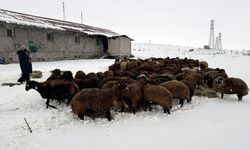 Ardahan'da devlet desteğiyle koyun sayısı 3 yılda yüzde 50'den fazla arttı