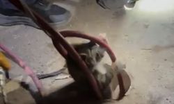 Balıkesir'de sondaj kuyusuna düşen yavru kedi kurtarıldı