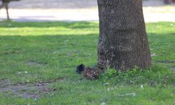 Çanakkale'deki çocuk parkında patlamamış mühimmat bulundu