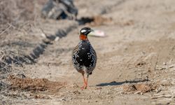 Çukurova Deltası kış aylarında da çok sayıda kuş türüne ev sahipliği yapıyor