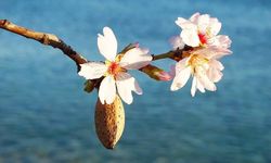 Datça'da badem ağaçları çiçek açtı