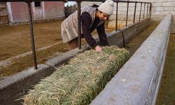 Devlet desteğini yatırıma dönüştüren Iğdırlı kadın girişimci hayvancılıkta örnek oluyor