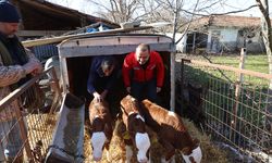 Edirneli besiciler üçüz buzağı sevinci yaşıyor