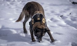 Erzurum'da eğitilen köpekler Doğu Anadolu'daki asayiş ve operasyonel görevlerde kullanılacak