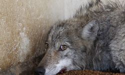 GÜNCELLEME - Bingöl'de bir iş yerine giren kurt yakalandı