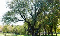 İstanbul'un anıt ağaçları yüzyılların hafızasını ayakta tutuyor