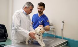 Konya'daki hayvan hastanesinde geçen yıl 21 bin veterinerlik hizmeti verildi