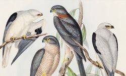 Kuş Kolektifi'nin ilk konseri Pera Müzesi'nde gerçekleşecek