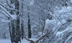 Ormanya'da yetiştirilen kızıl geyik, karla kaplı Kuzuyayla'da görüntülendi