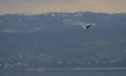 Sapanca Gölü'nde su seviyesi son yağışlarla 8 santimetre arttı