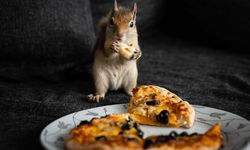 Sincap yavrusu 'Yoda', veterinerler gözetiminde doğada hayatta kalmayı öğreniyor