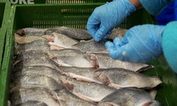 Su ürünleri ihracatının 3'te 2'ye yakını Egeli firmalardan