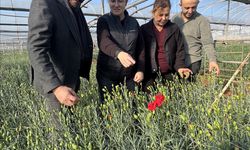 Türkiye'nin 4 yerli karanfil çeşidi 37 ülkeye ihraç ediliyor
