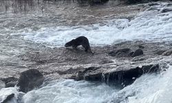 Uludere'de nesli tükenme tehlikesi altındaki su samuru görüntülendi