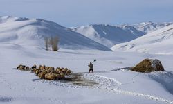 Van'da besiciler zorlu kış şartlarında hayvanlarının bakımını yapıyor