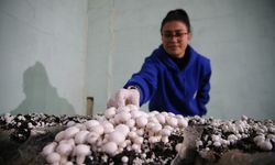 Adana'da liselilerin yetiştirdiği mantarlar okulun pansiyonunda tüketiliyor