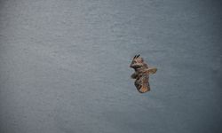 Artvin'de yaralı bulunan puhu tedavisinin ardından doğaya bırakıldı