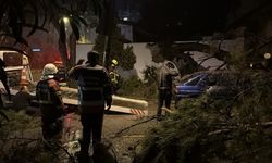 Aydın'da ağacın otomobilin üzerine devrilmesi sonucu 2 kişi yaralandı