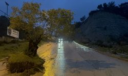 Aydın'da sağanak nedeniyle kökünden sökülen zeytin ağacı sokağa sürüklendi