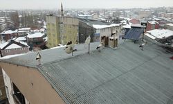 Baharın müjdecisi leylekler kışın ortasında Ağrı'ya geldi