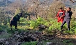 Bodrum'da kuyuya düşen buzağı kurtarıldı