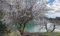 Burdur'da badem ağaçları çiçek açtı