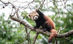 Bursa Hayvanat Bahçesi'nde kırmızı panda yavrularına özenle bakılıyor