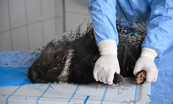 Doğada nadir görülen Hint oklu kirpi tedavi altına alındı