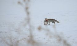Erzurum, Kars, Ardahan ve Ağrı'da kar yağışı etkili oldu