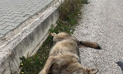 Fethiye'de yol kenarında ölü bulunan kurtun genetik analizi yapılacak