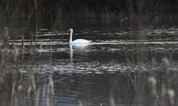Göç yolunda yorgun düşen kuğular doğa koruma ekiplerinin gözetiminde