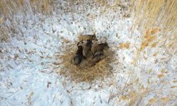 Iğdır'da domuz sürüsü dronla görüntülendi