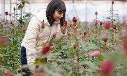 İzmir'de gül yetiştirilen seralarda Sevgililer Günü mesaisi