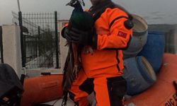 İzmir'de su basan çiftlikteki hayvanlar itfaiye ekiplerince kurtarıldı