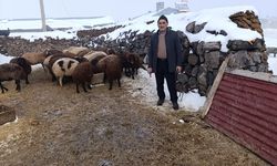 Kars'ta kurt saldırısında 214 koyunu telef olan besicinin yüzü destek kampanyasıyla güldü