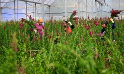 Kesme çiçek ihracatında 'aslanağzı' alternatif oldu