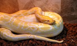 Konya'da albino burma pitonuna doğal yaşam şartlarına yakın bir ortamda bakılıyor