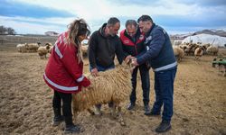 Küçükbaş hayvancılığa destek projesi Vanlı çiftçileri sevindirdi